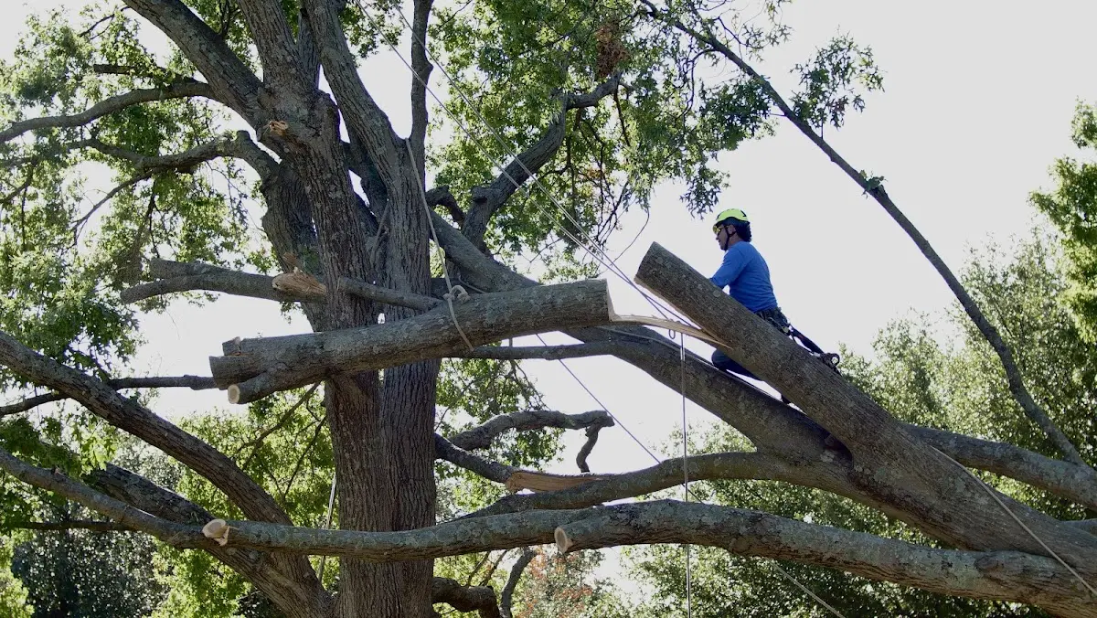 Professional Hazardous Tree Removal performed by certified arborists in Beason