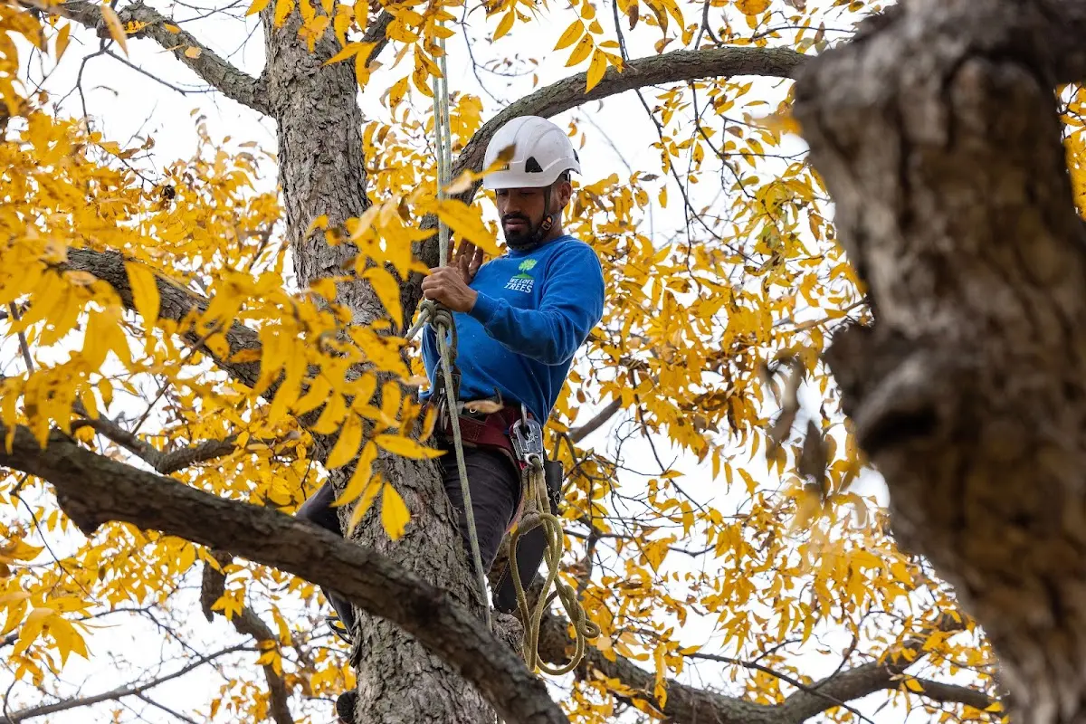Skilled Tree Transplanting crew working in Beason